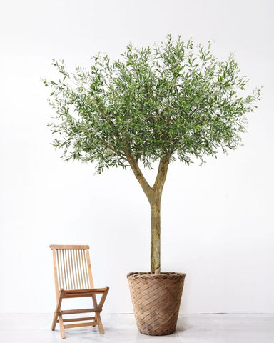 3m Tall Handmade Large Artificial Olive Tree 300cm - Fire Retardant