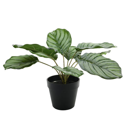 Artificial Calathea Fucata plant. Desktop or shelf faux plant in small black pot.