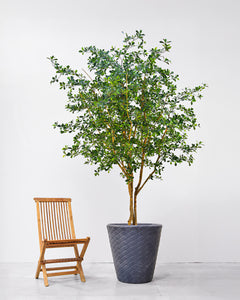 Large Artificial Tree Bucida Black Olive 300cm Tall