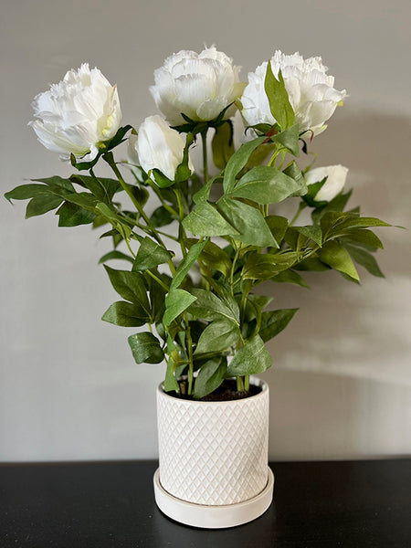 Artificial White Peonies in Pot. Beautiful faux peony flowers set in a stylish white pot.
