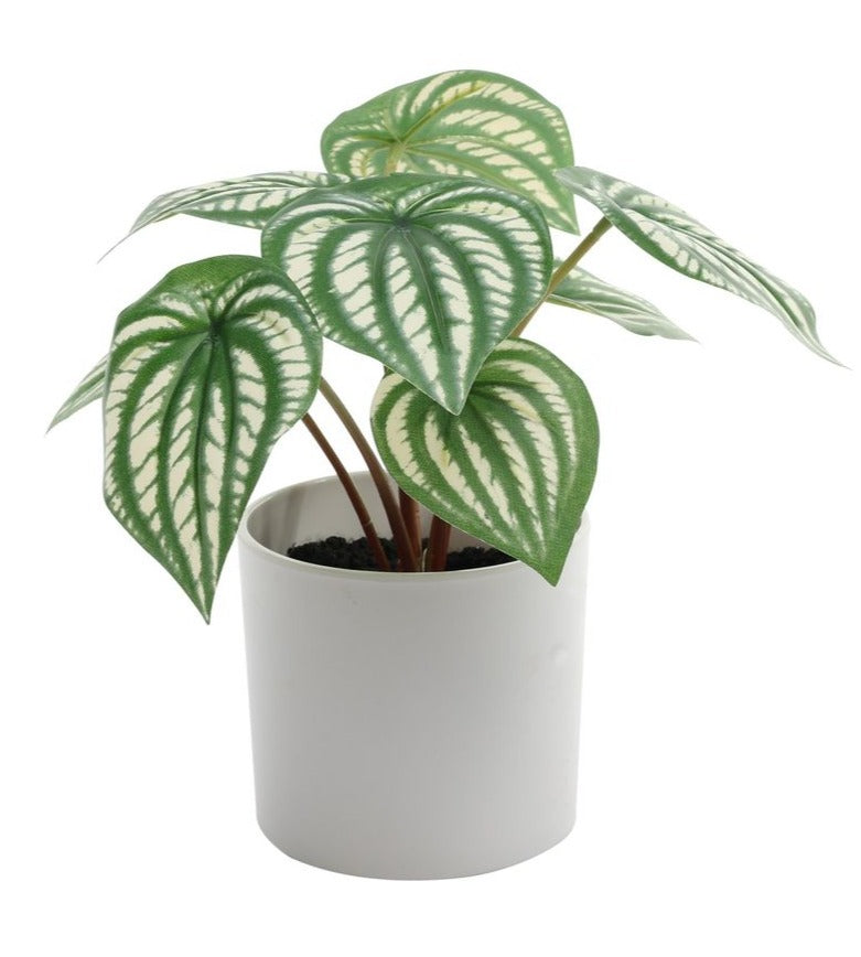 Faux potted artificial Peperomia Plant. Ideal as a shelf plant. or desktop plant