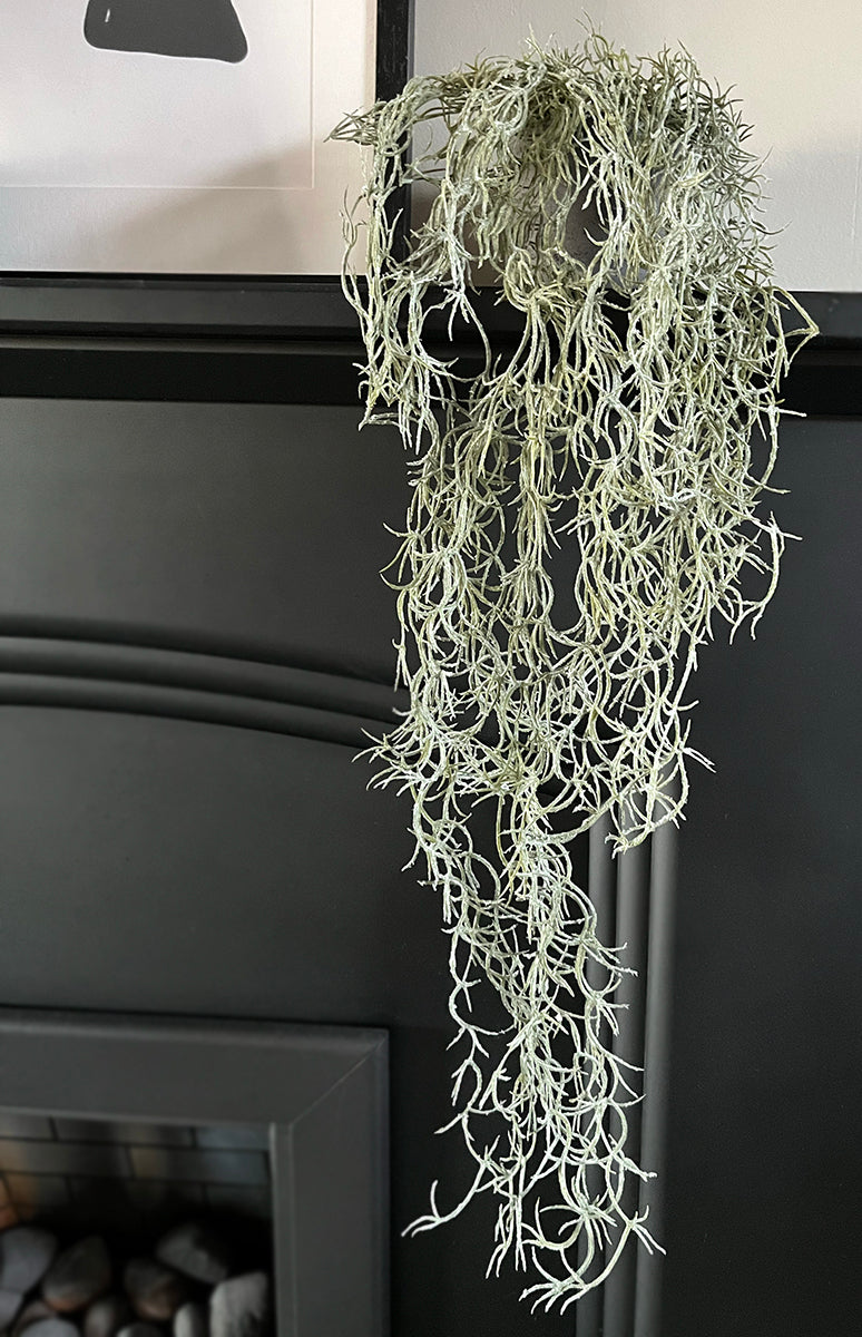 Trailing Spanish Moss Hanging Plant